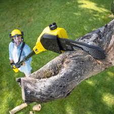 Marina Del Rey, CA Tree Removal and Landscaping Services Company